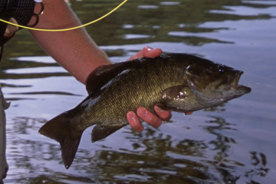 Smallmouth Bass Streams Fly Fishing Report - September 9, 2022