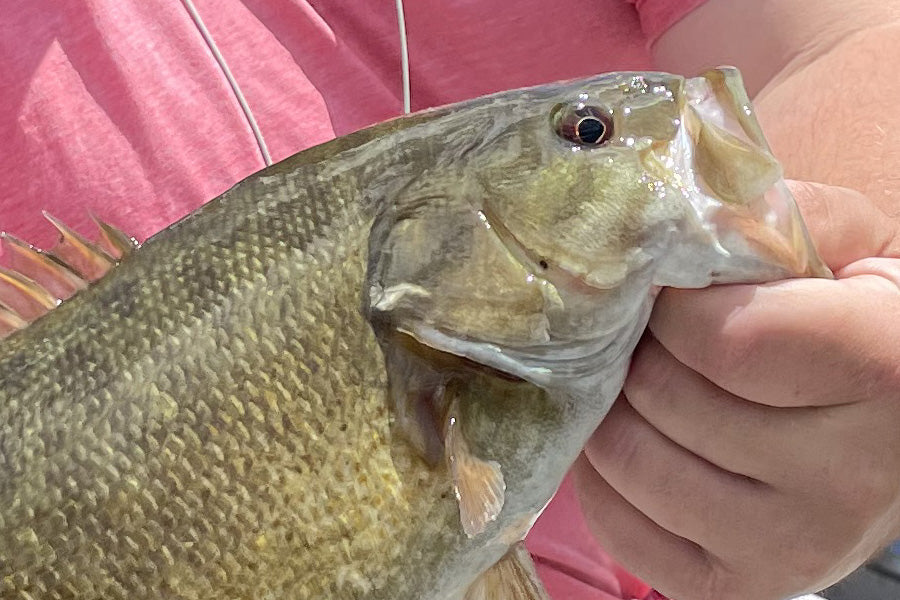 Smallmouth Bass Streams Fly Fishing Report - April 17, 2024