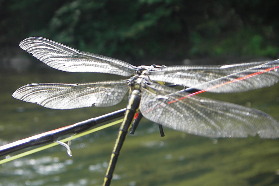 Smallmouth Bass Streams Fly Fishing Report - July 17, 2024