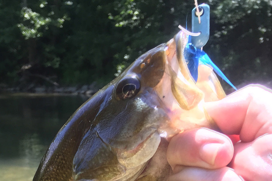 Smallmouth Bass Fly Fishing Report - Update for August 13, 2024