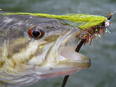 Smallmouth Bass Streams Fly Fishing Report - September 30, 2021