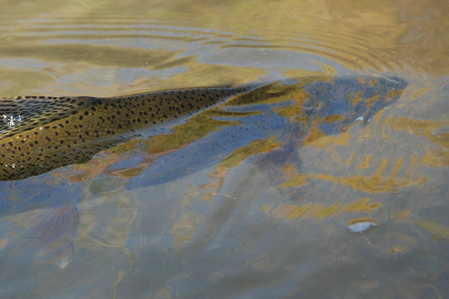 Trout Streams Fly Fishing Report - November 19, 2024