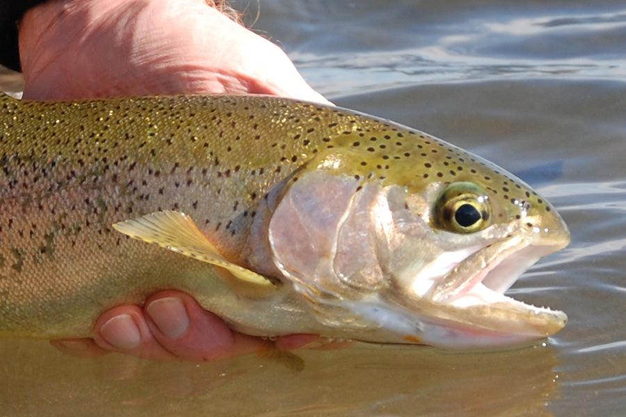 Trout Streams Fly Fishing Report - November 22, 2022