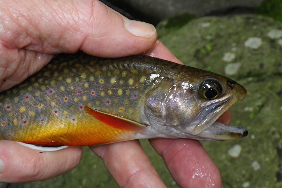 Mountain Trout Streams Fly Fishing Report - June 5, 2024