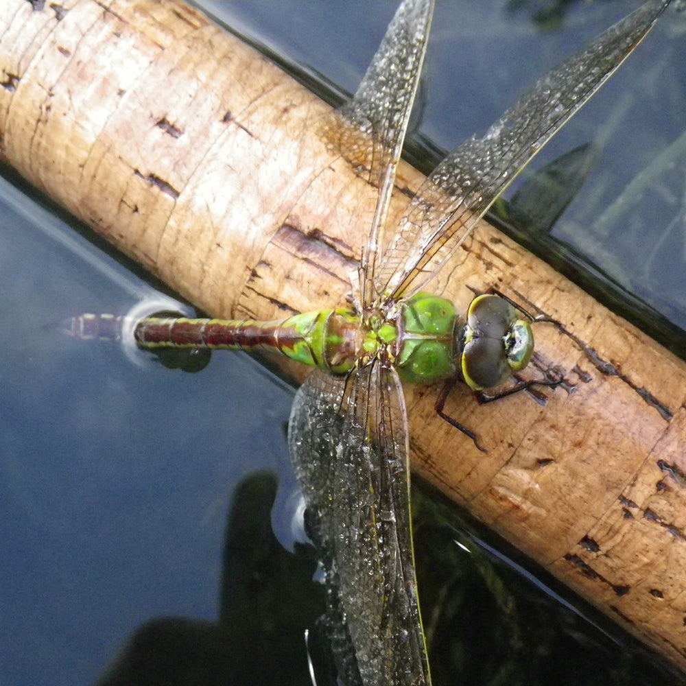 Shown is a green bodied dragonfly with its wings out by its side sitting on a cork rod grip this is half way in the water