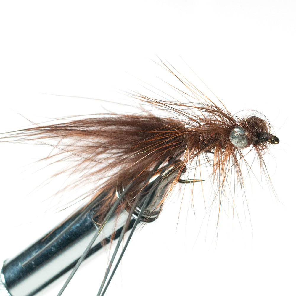 Murray's Carp Fly, Brown