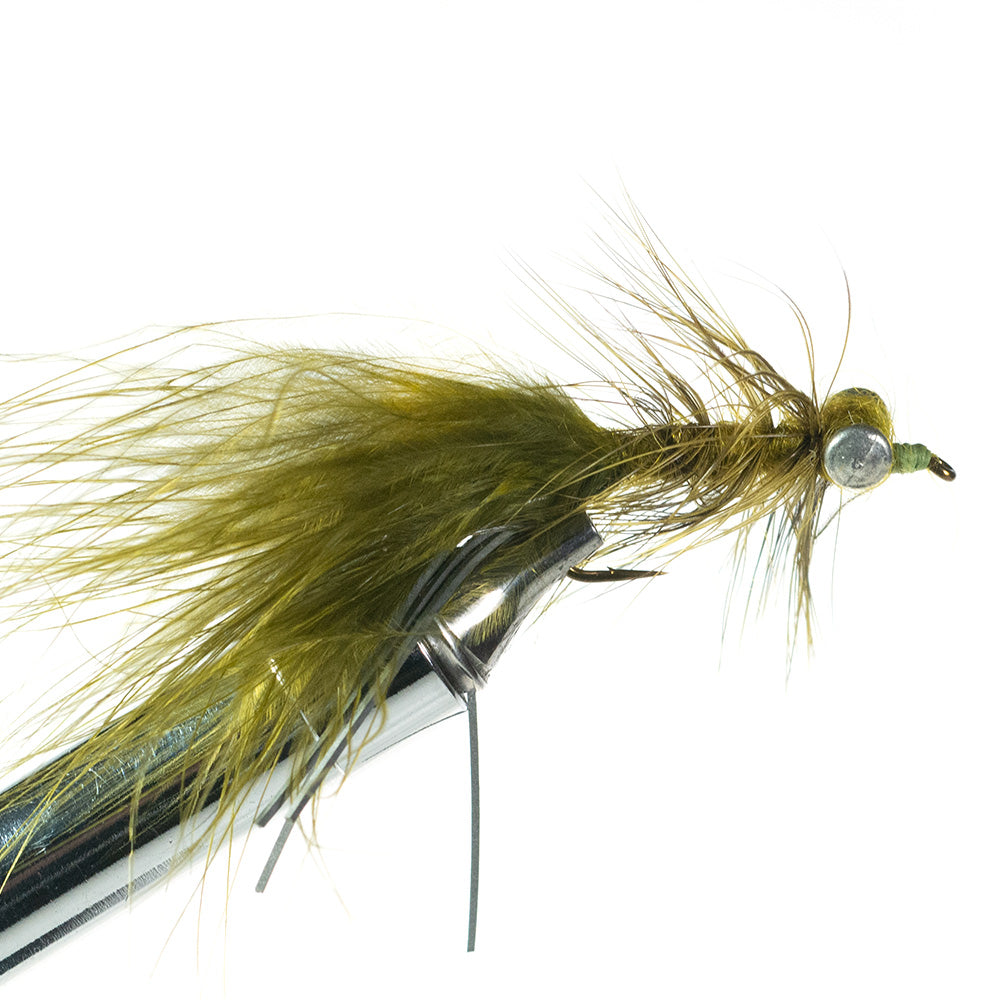 Murray's Carp Fly, Olive