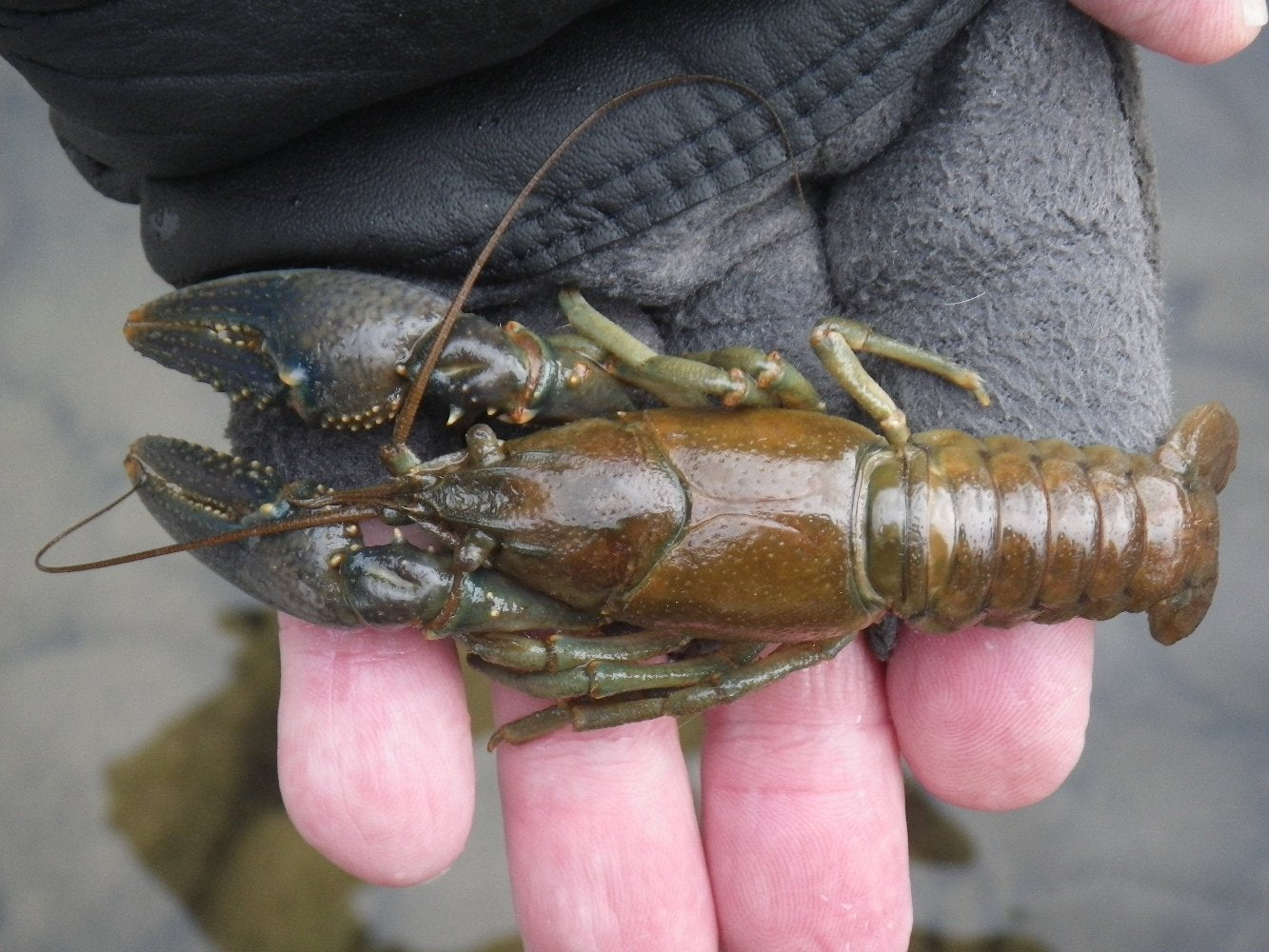 A crayfish being held in a persons hand.  The person is wearing fingerless gloves with water in the background.