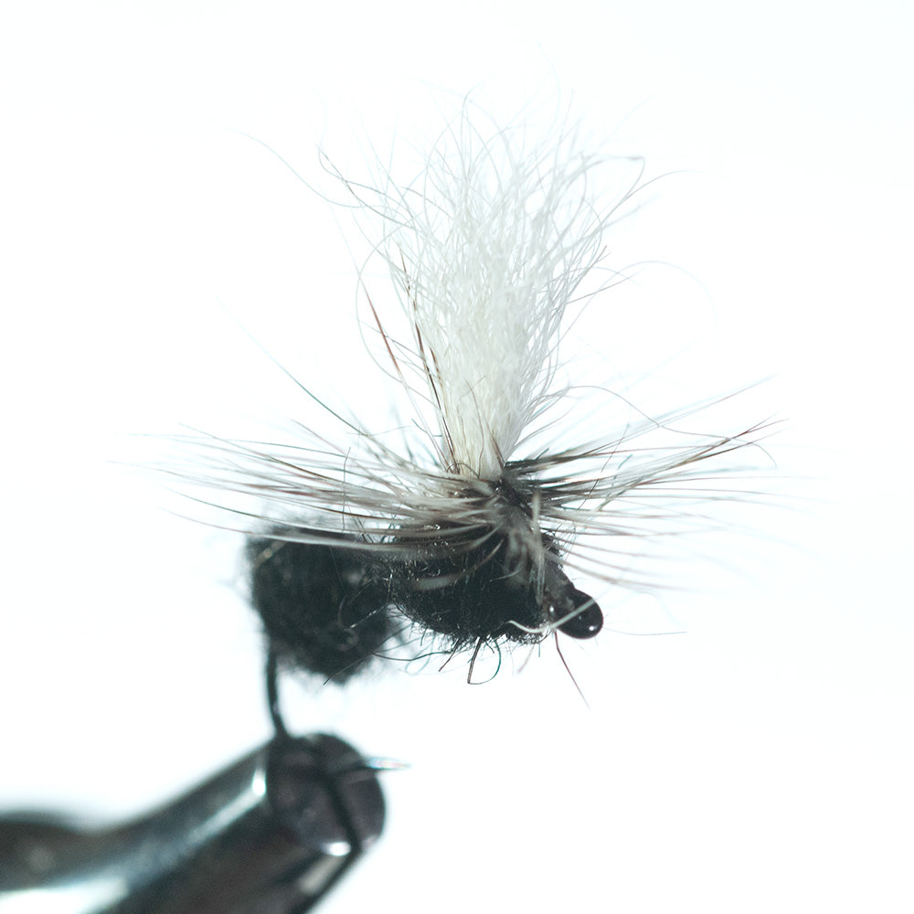 Parachute Black Ant