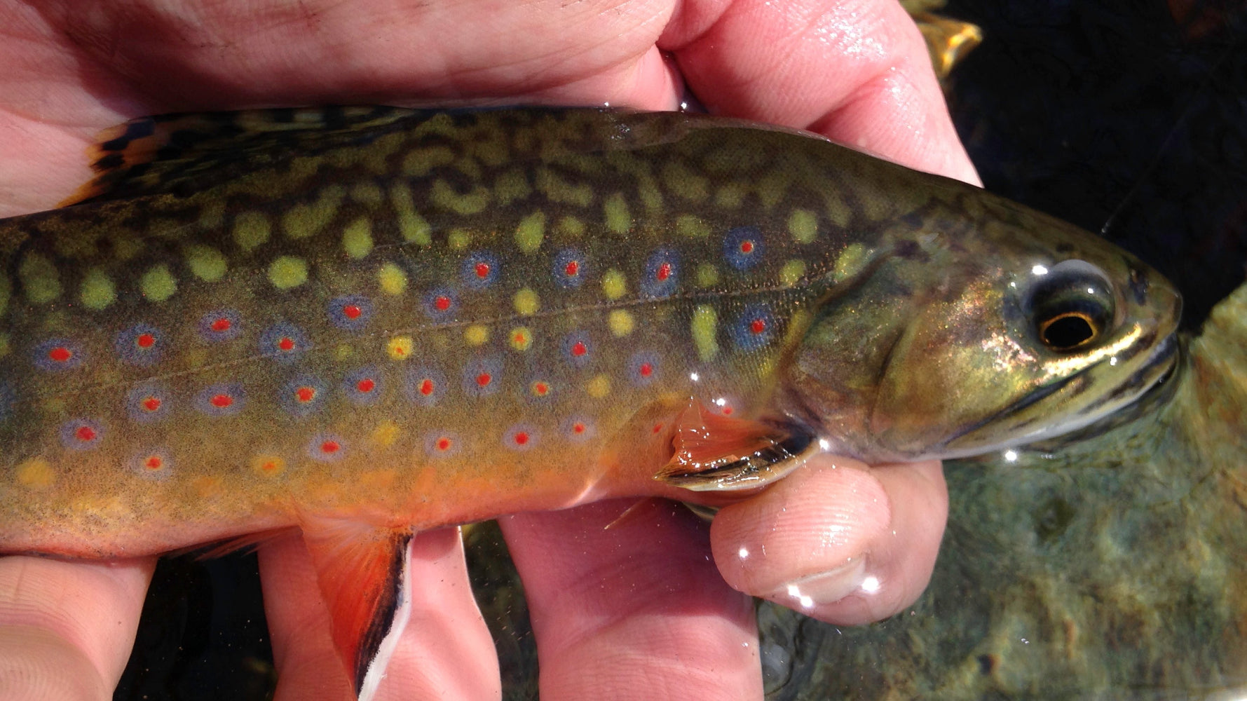 Brook Trout being held by an angler in the water