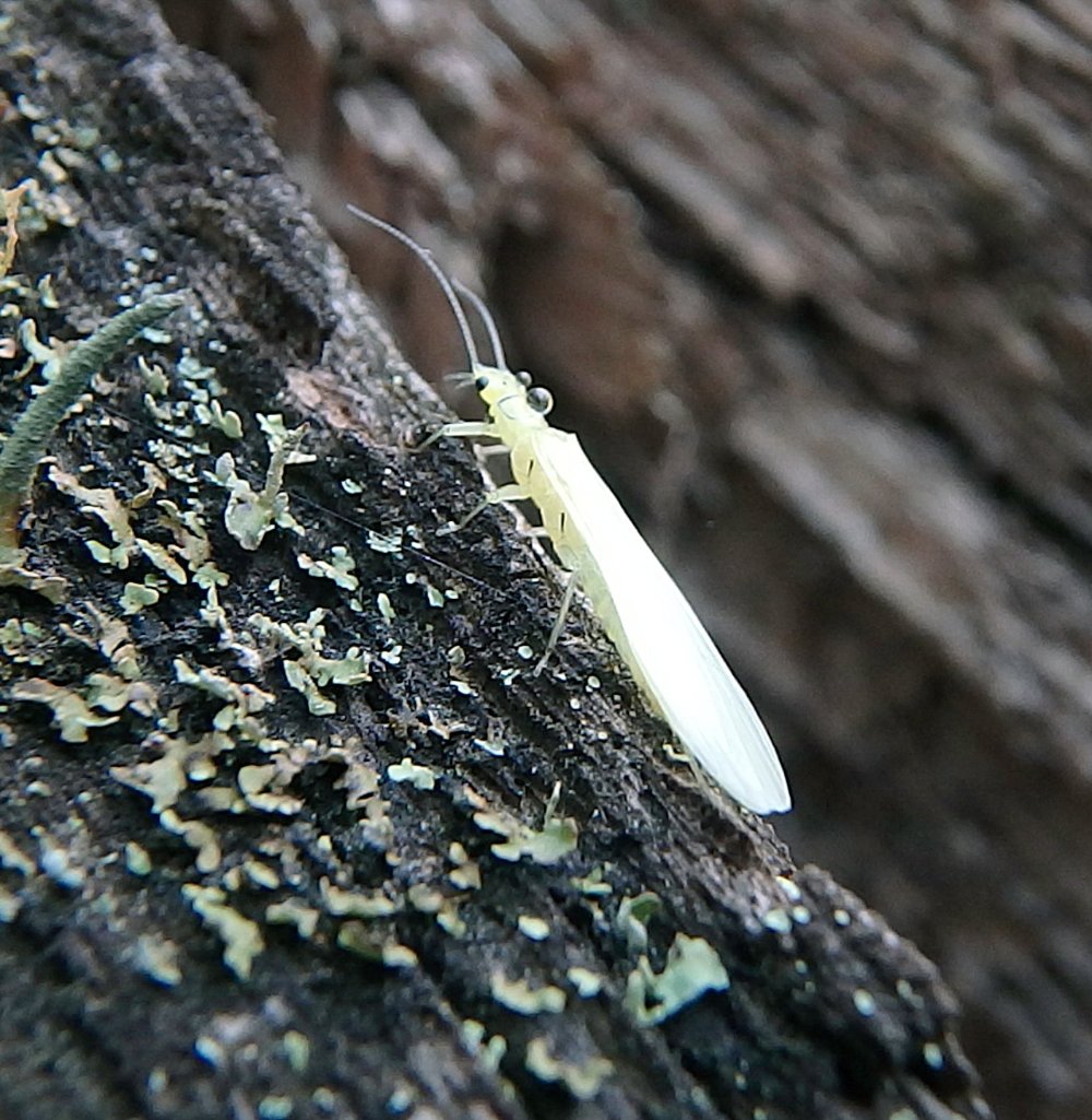 Little yellow stonefly adult resting on a log 