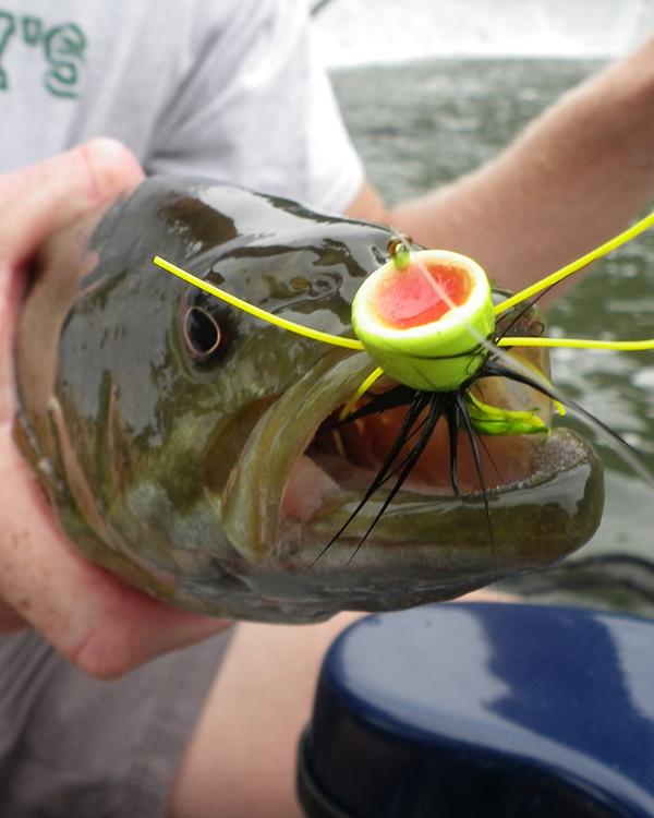 Fly fishing angler holding a smallmouth bass with a Murray's Chugger Bug in its mouth