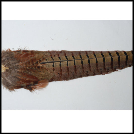 Ringneck Pheasant Tail Clump