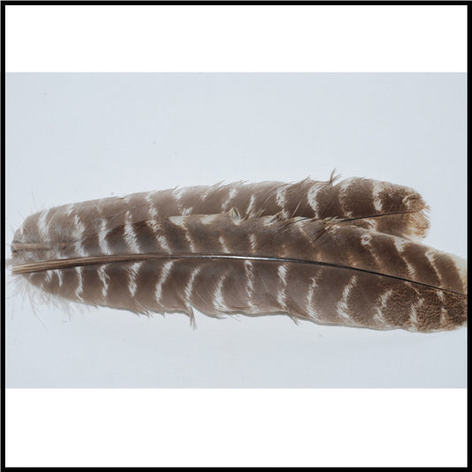 Turkey Wing Quills Oak Mottled