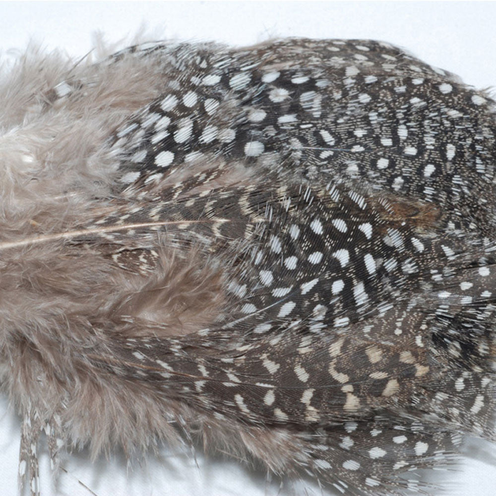 Guinea Feathers